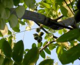 Juglans mandshurica. Созревающее соплодие, скелетная ветвь и листья. Москва, Кусково, аллея парка, в культуре. 12.08.2014.