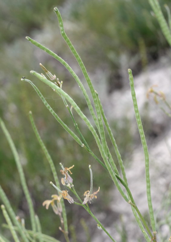 Image of Matthiola fragrans specimen.