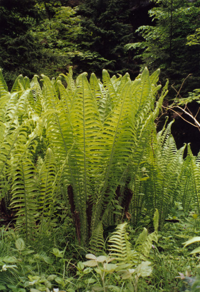 Image of Matteuccia struthiopteris specimen.