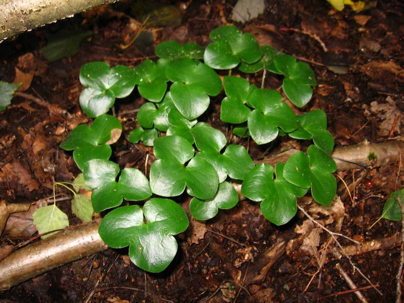 Image of Hepatica nobilis specimen.