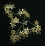 Sorbus aria. Отцветающее соцветие (вид сверху). Курская обл., г. Железногорск, в посадке. 27 мая 2009 г.