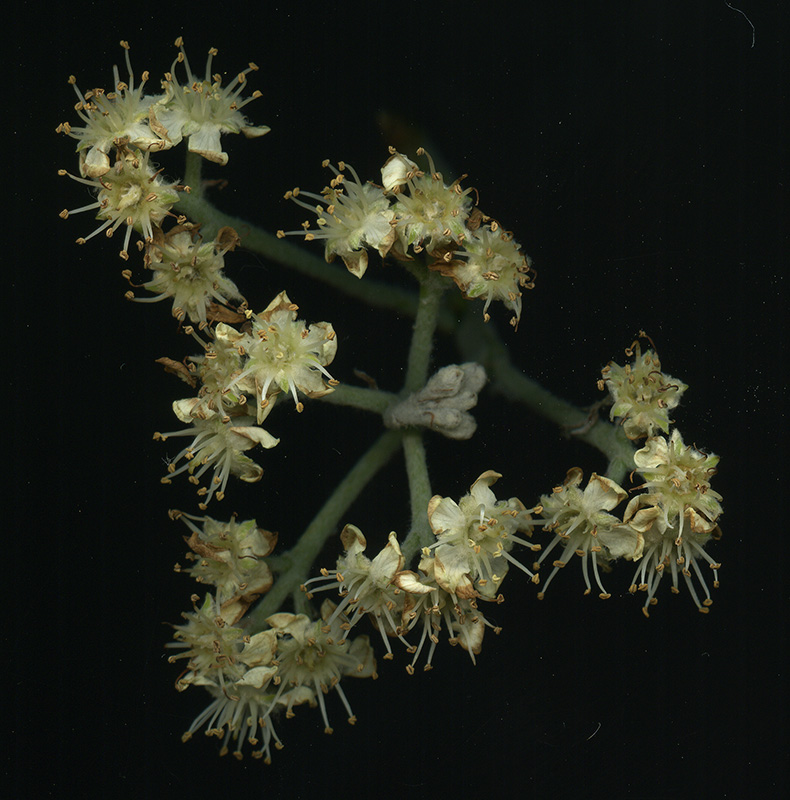 Image of Sorbus aria specimen.