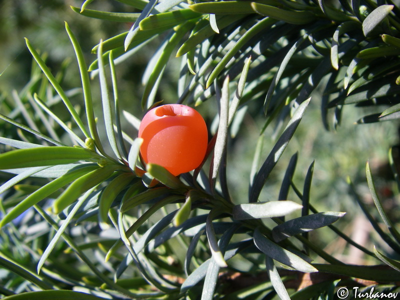 Изображение особи Taxus baccata.