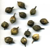 Convolvulus arvensis. Плоды-коробочки. Курская обл., Железногорский р-н, пос. Каменец, дачи Жуковец, у дороги. 1 ноября 2009 г.