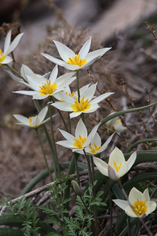 Изображение особи Tulipa bifloriformis.