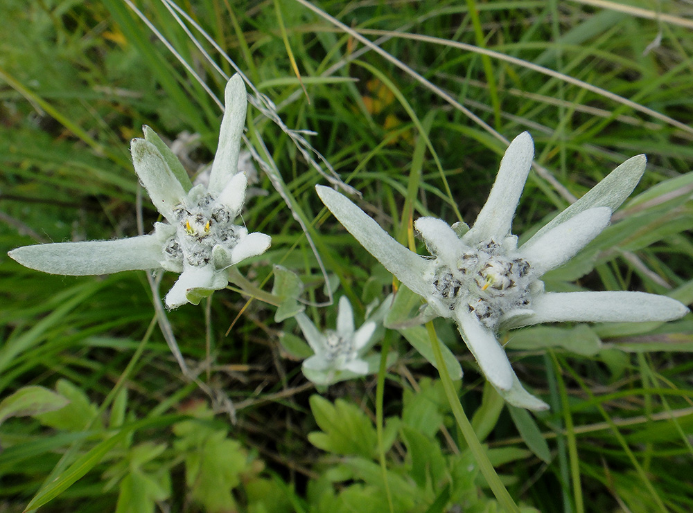 Image of Leontopodium fedtschenkoanum specimen.