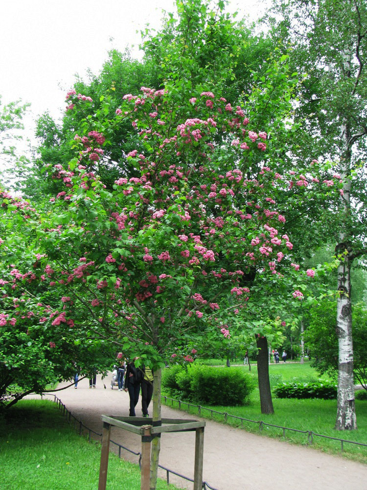 Image of Crataegus &times; media specimen.