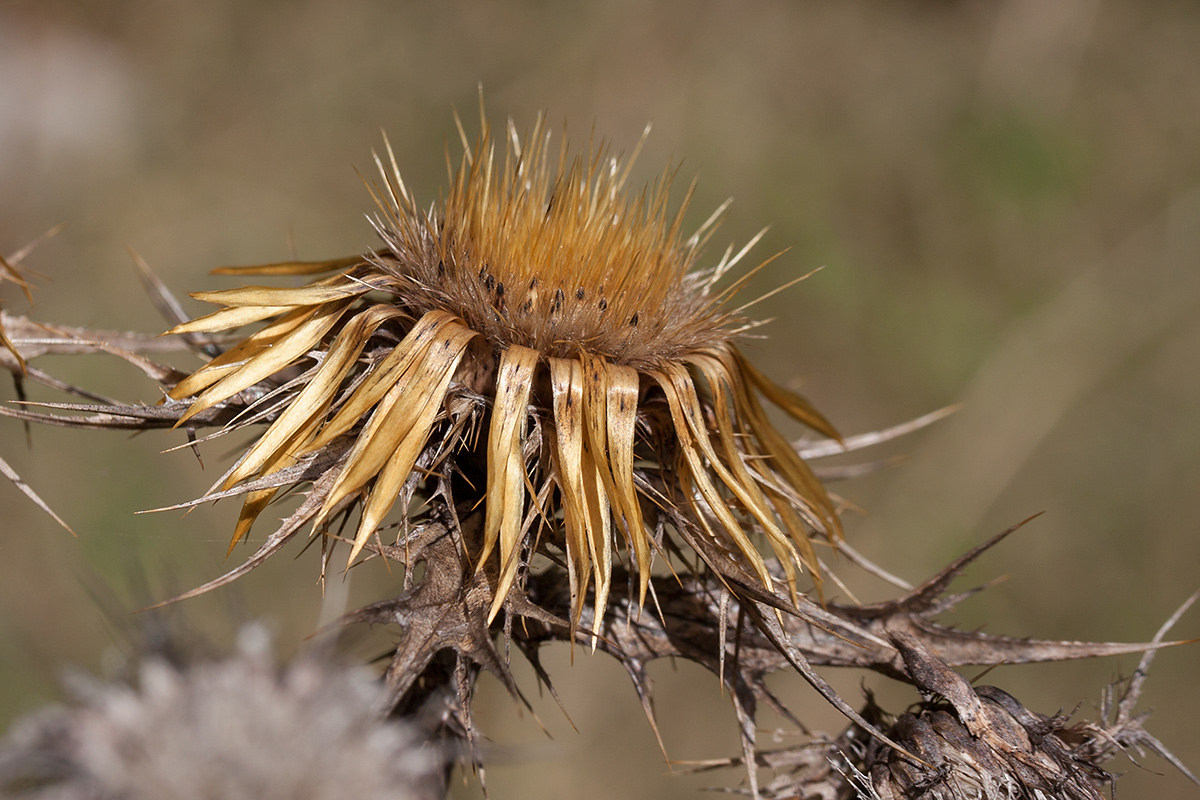 Изображение особи Carlina corymbosa.