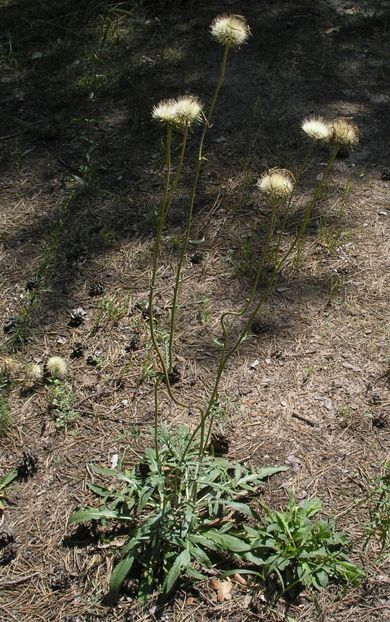 Image of Jurinea cyanoides specimen.