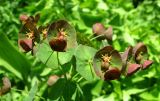 Euphorbia oblongifolia