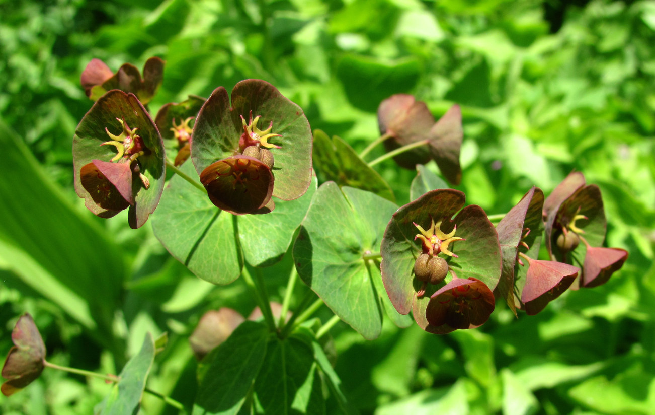 Image of Euphorbia oblongifolia specimen.