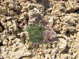 Astragalus onobrychis. Цветущее растение. Крым, Сакский р-н, заброшенный карьер в окр. с. Карьерное. 25 мая 2015 г.