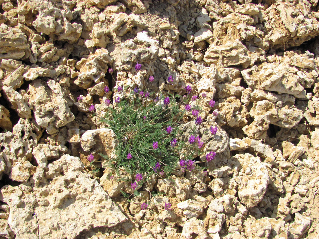 Изображение особи Astragalus onobrychis.