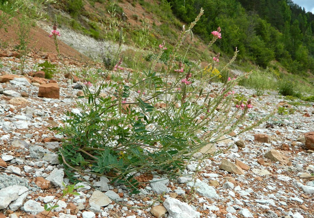 Image of genus Onobrychis specimen.