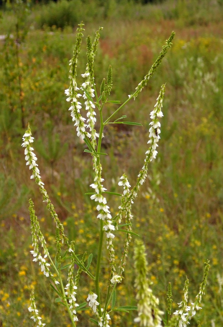 Изображение особи Melilotus albus.