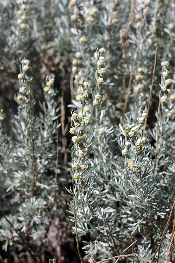 Image of Artemisia rutifolia specimen.