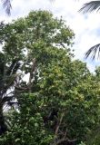 Hernandia nymphaeifolia. Часть кроны плодоносящего дерева. Андаманские острова, остров Хейвлок, прибрежный лес. 30.12.2014.
