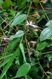 Macrolenes nemorosa. Верхушка побега с цветком. Таиланд, национальный парк Си Пханг-нга, влажный тропический лес. 20.06.2013.