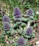 Ajuga orientalis