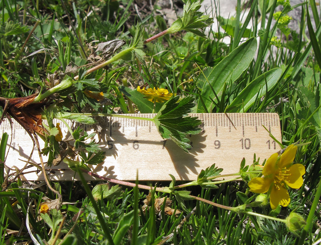 Image of Potentilla crantzii specimen.