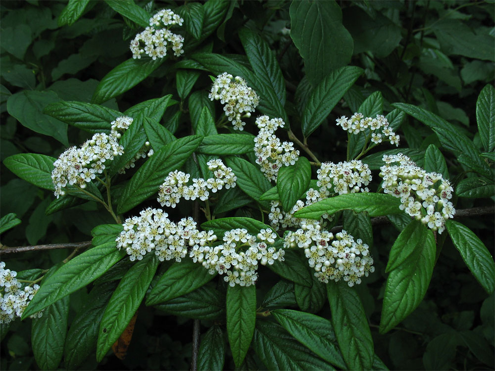 Image of Cotoneaster salicifolius specimen.