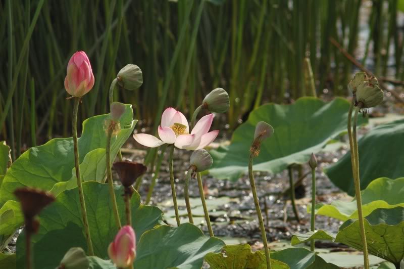 Изображение особи Nelumbo nucifera.