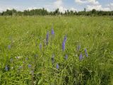 Veronica longifolia