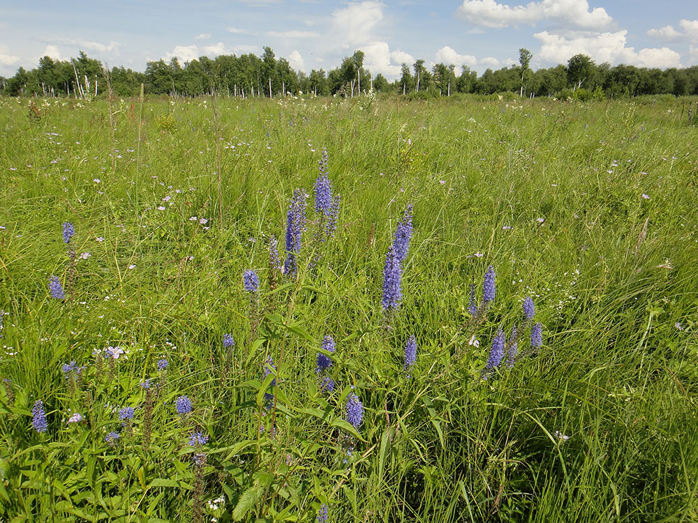 Изображение особи Veronica longifolia.