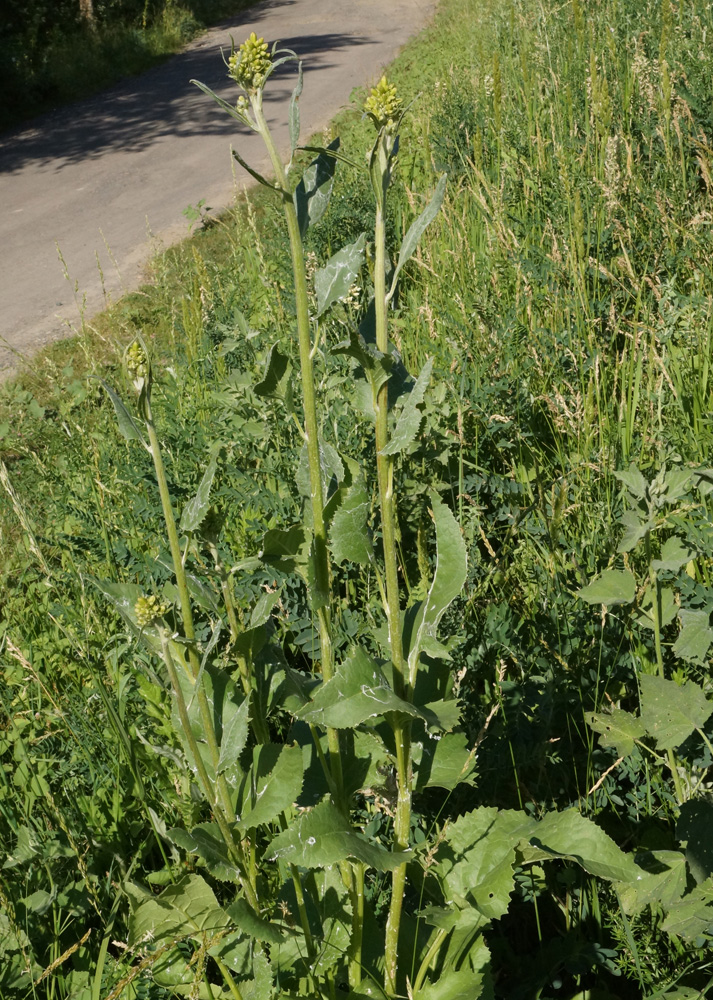 Image of Ligularia songarica specimen.