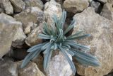 Onosma taurica