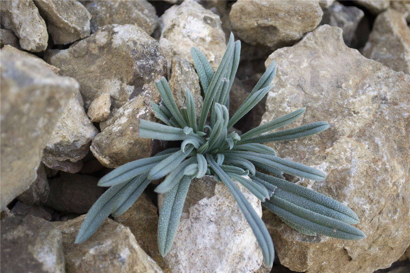 Image of Onosma taurica specimen.