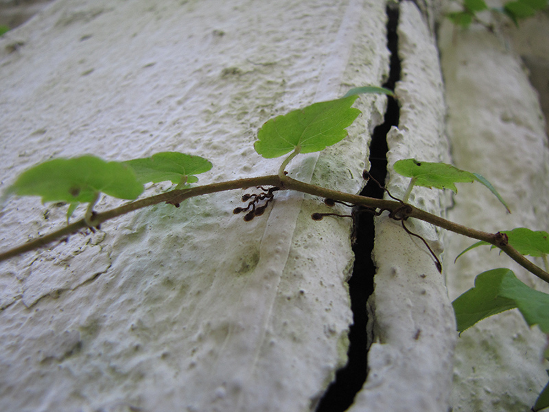 Изображение особи Parthenocissus tricuspidata.