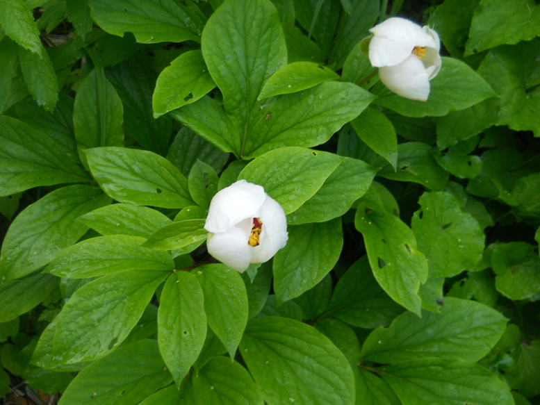 Изображение особи Paeonia wittmanniana.