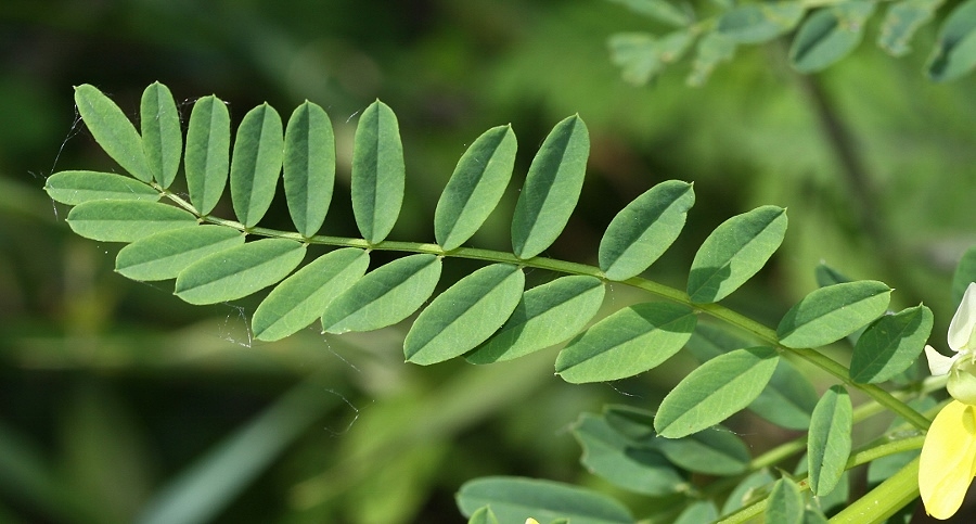 Image of Astragalus chinensis specimen.