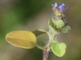 Veronica hederifolia
