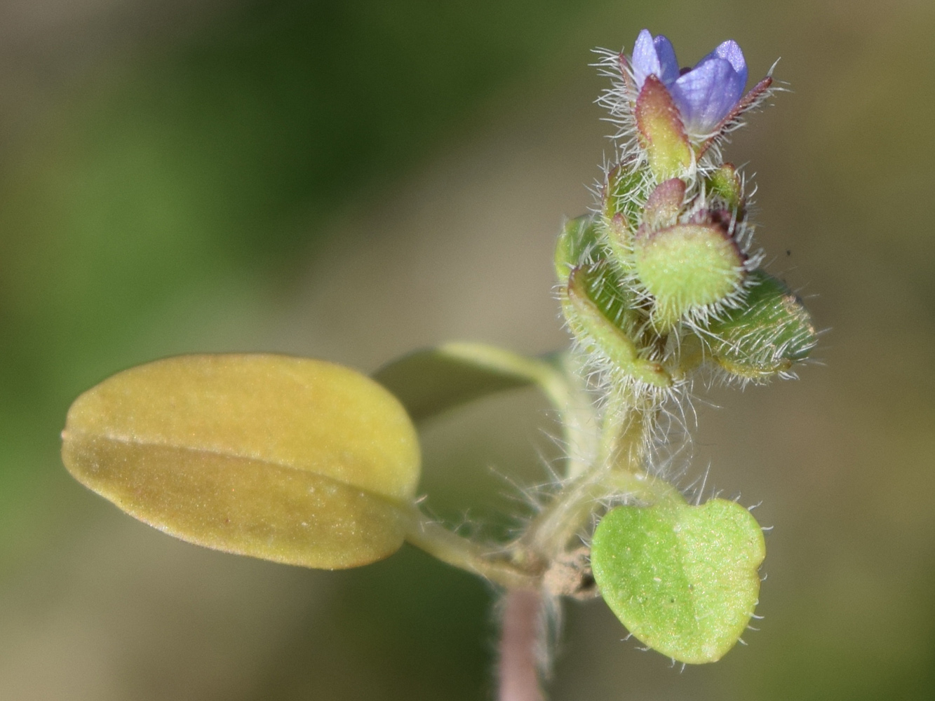 Изображение особи Veronica hederifolia.