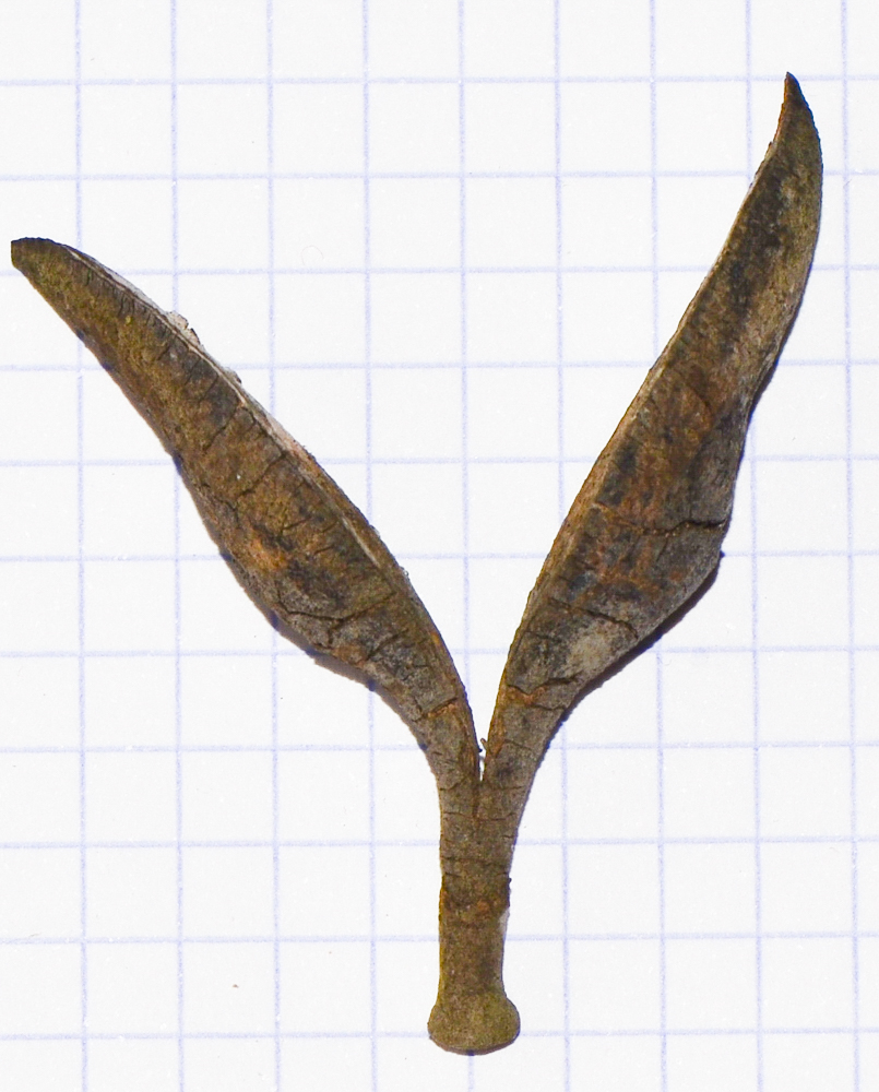 Image of Hakea chordophylla specimen.