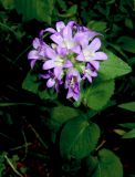 Campanula maleevii