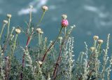 Chrysanthemum sinuatum