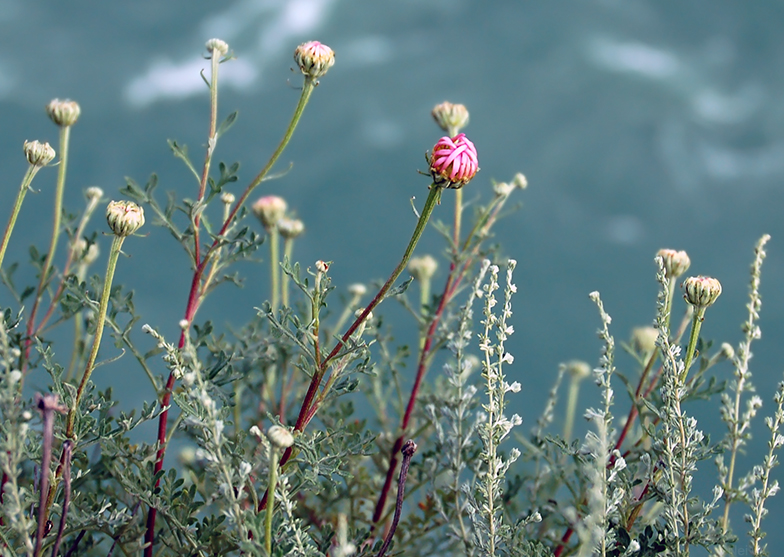 Image of Chrysanthemum sinuatum specimen.