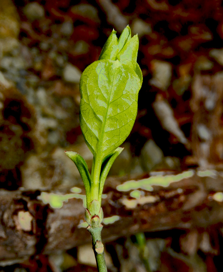 Изображение особи Euonymus europaeus.