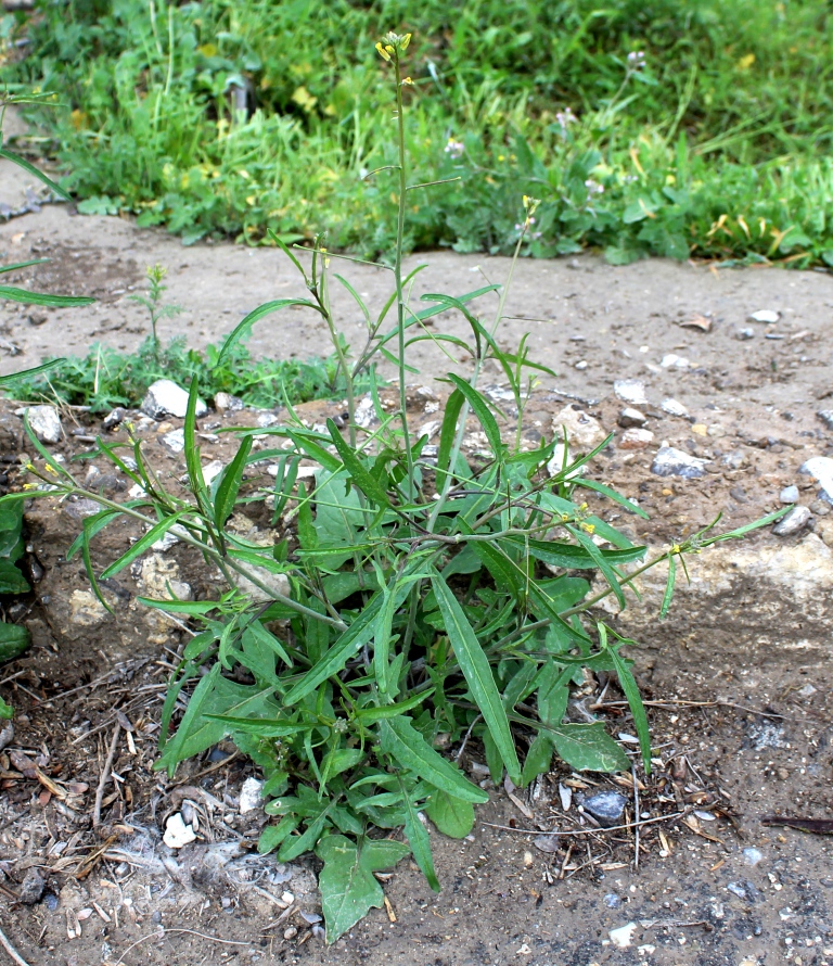 Image of Sisymbrium orientale specimen.