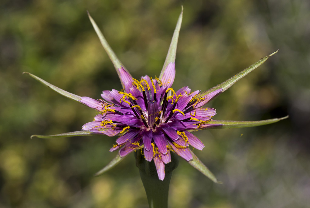 Изображение особи Tragopogon australis.