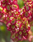 Rumex tuberosus ssp. creticus