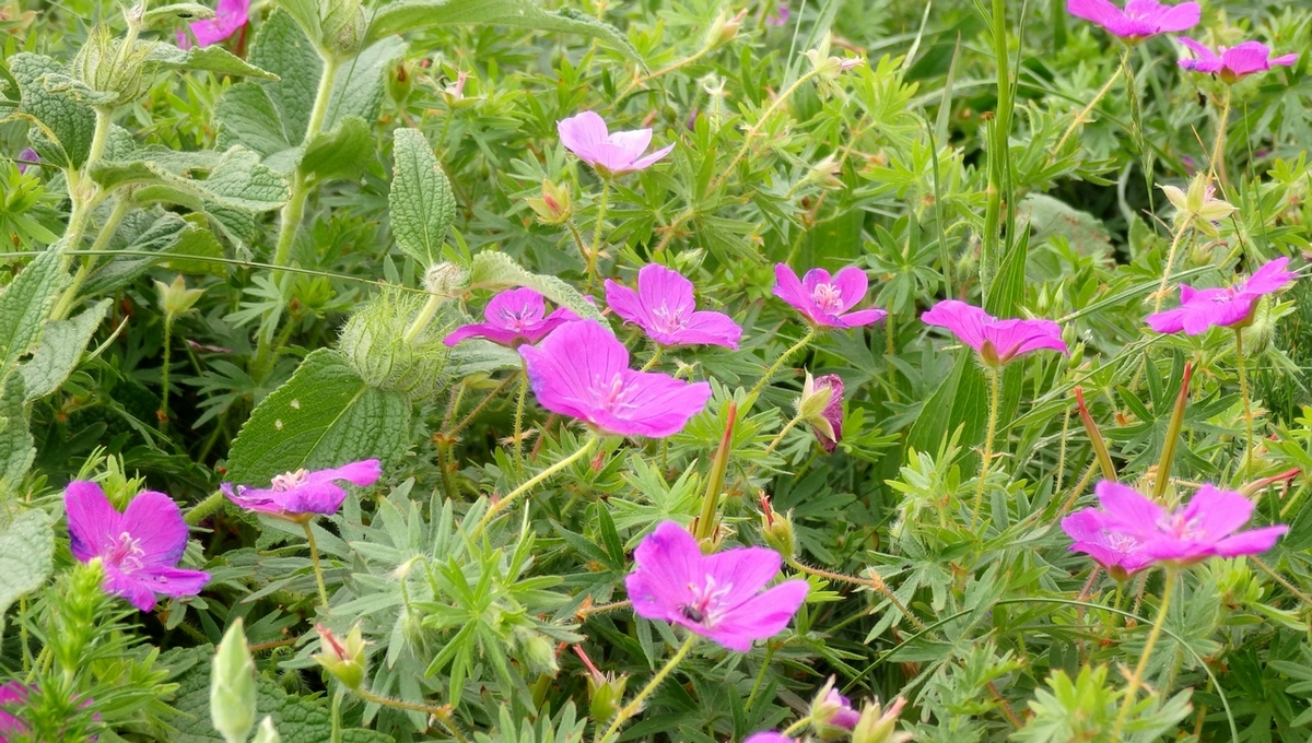 Изображение особи Geranium sanguineum.