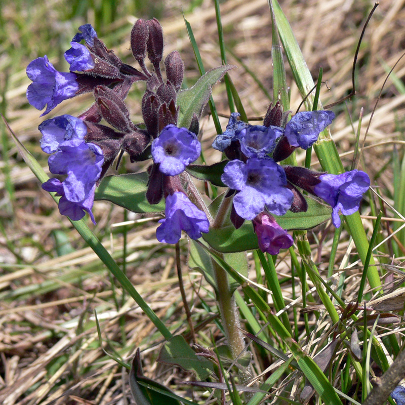 Image of Pulmonaria mollis specimen.