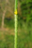 Papaver stevenianum. Млечный сок на сломе цветоноса. Крым, Карадагский заповедник, биостанция, у дороги. 14 мая 2015 г.