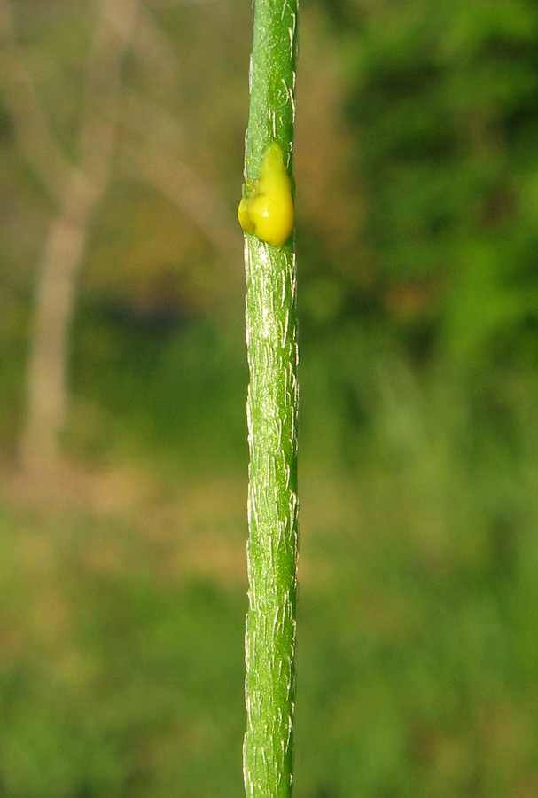 Image of Papaver stevenianum specimen.