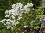 Saxifraga irrigua