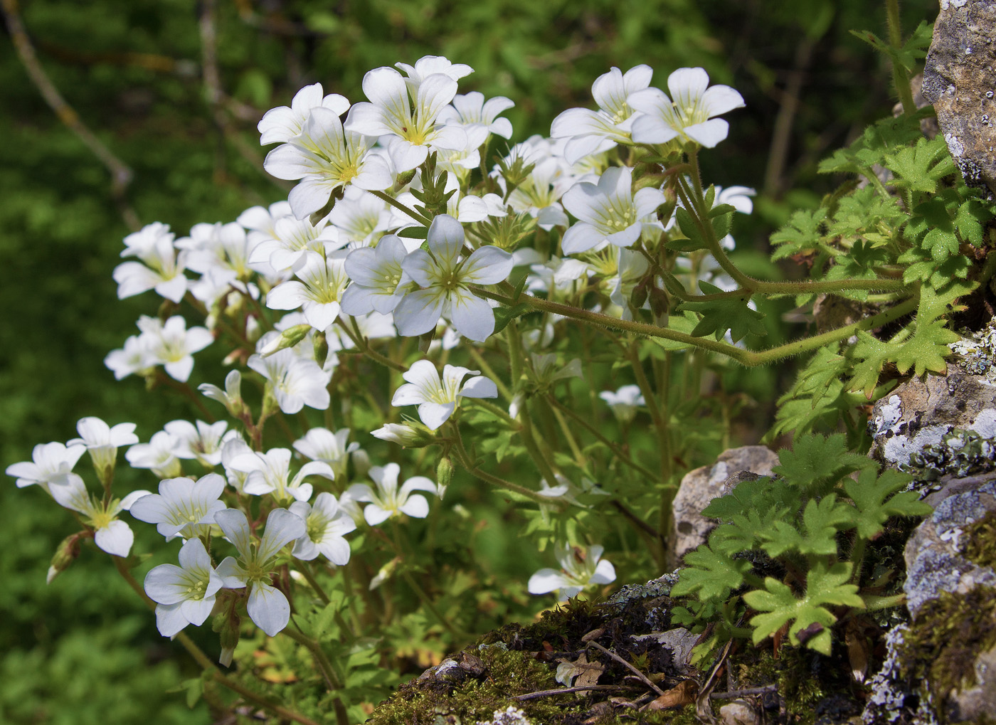 Изображение особи Saxifraga irrigua.